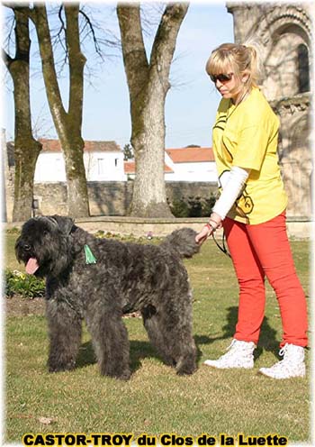 bouvier des flandres du clos de la luette - copyright déposé